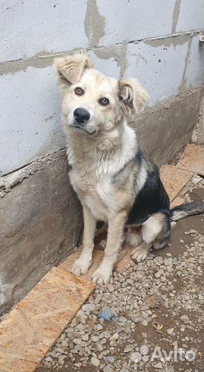 Щенок подросток