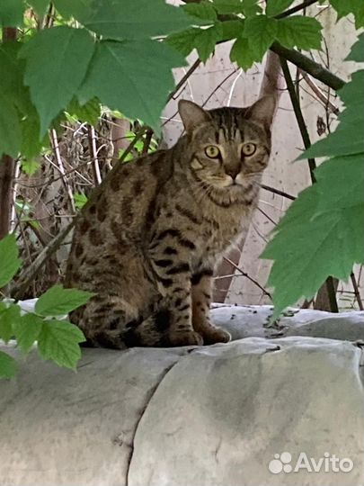 Кот бенгальской окраски