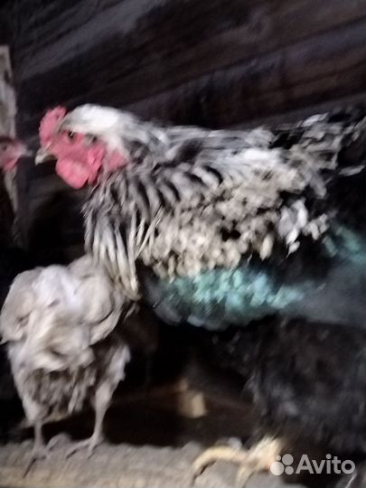 Молодые петухи