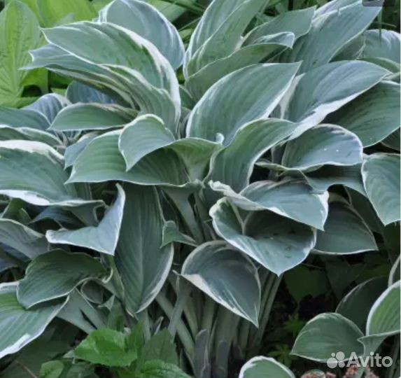 Хоста Том Шмидт