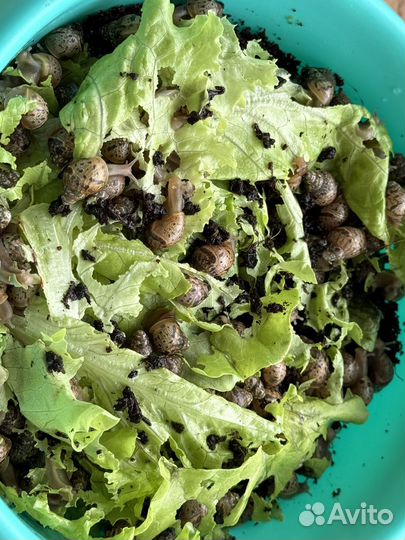 Улитки ахатины