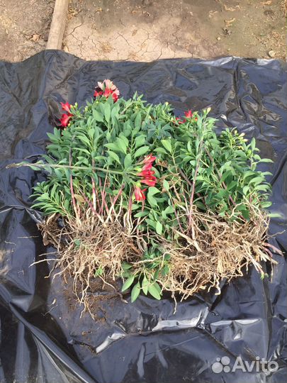 Продаю саженцы альстромерии