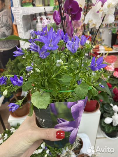 Кампанула жених и невеста