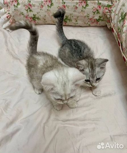 Полубританский котенок