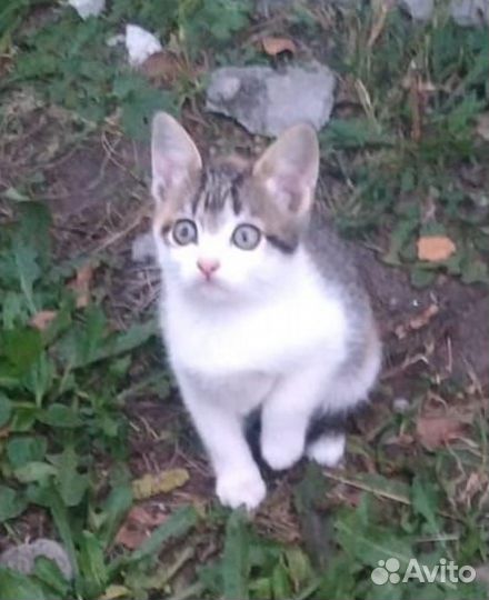 Кошка в дар бесплатно