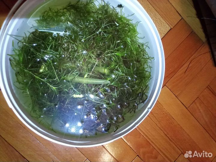 Аквариумные растения