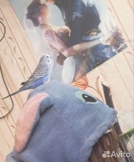 Волнистые попугаи с клеткой