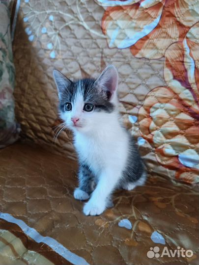 Котёнок (самец)