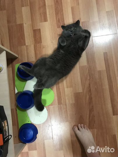 Британский кот