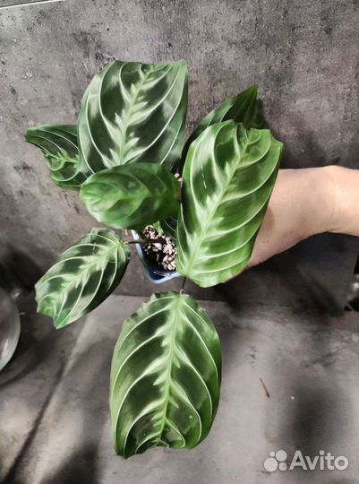 Маранта черная