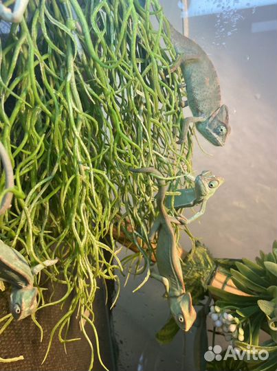 Йеменские хамелеоны