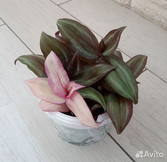 Традесканция кустовая нанук, пинк хилл, тайская