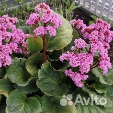 Бадан многолетний