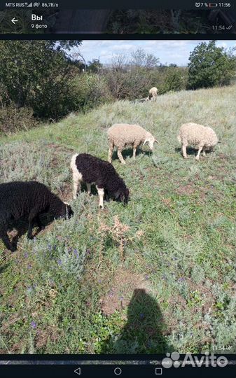 Овцы бараны
