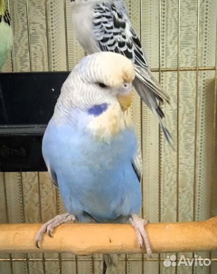 Волнистые попугаи