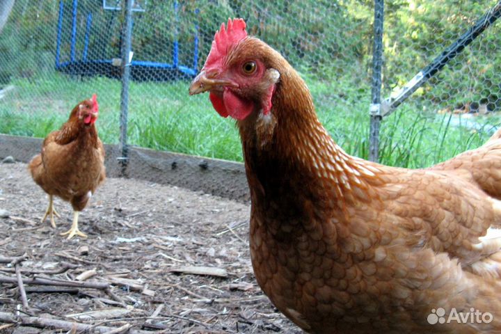 Курочки несушки