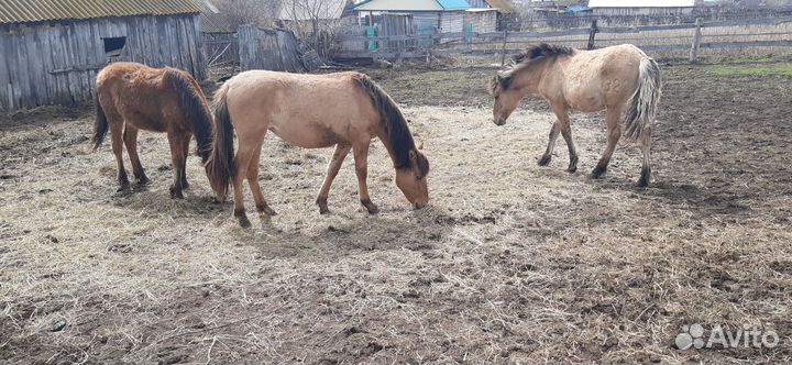 Жеребята- кобылы