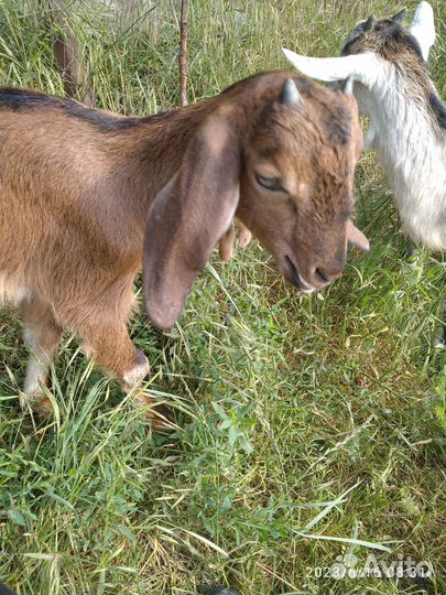 Продаются козлики