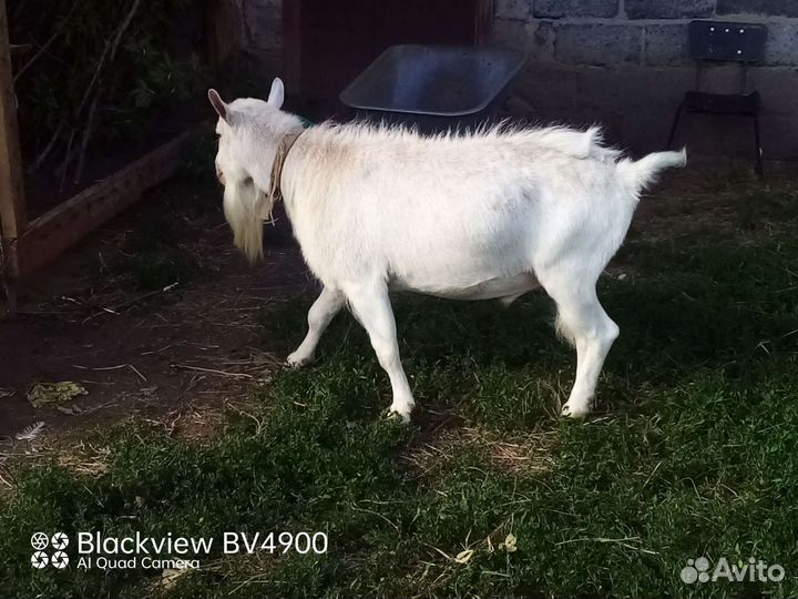 Вязка. Заанинский козел