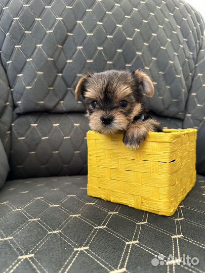 Йоркширский терьер щенки