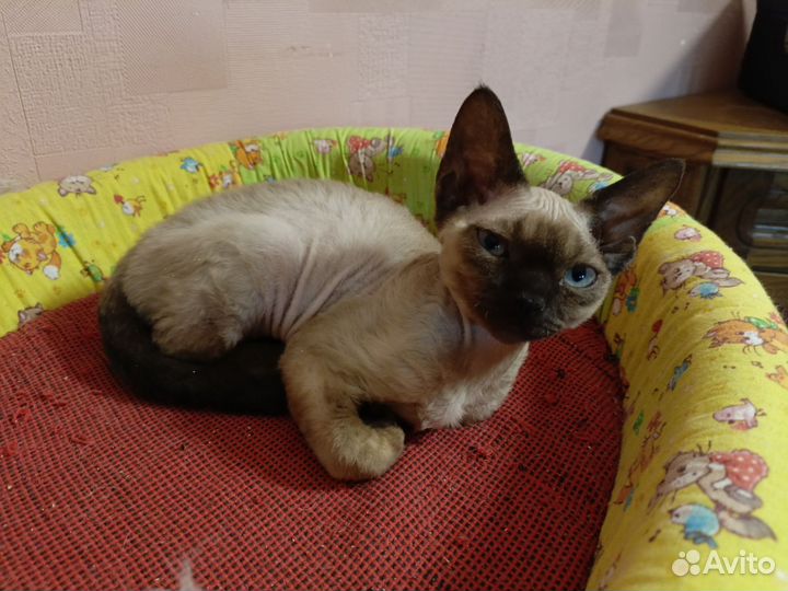 Котик Девон Рекс