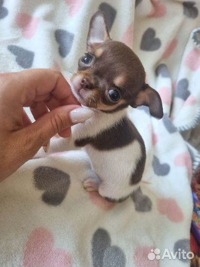 Щенки чихуахуа супер мини девочки
