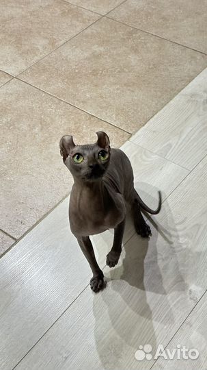 Кошка сфинкс эльф