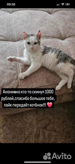 Котята в добрые руки приучены к лотку