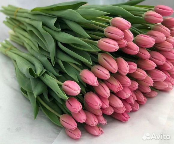 51 Роза Доставка