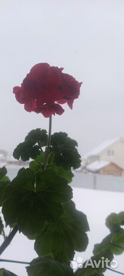 Пеларгония герань