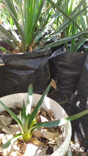 Пальма юкка