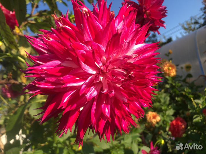 Хризантемы