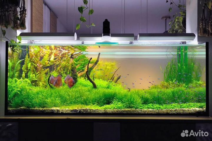 Обслуживание и запуск аквариумов