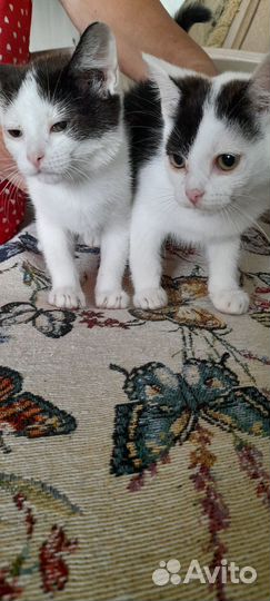 Отдам котят в добрые руки, обе девочки