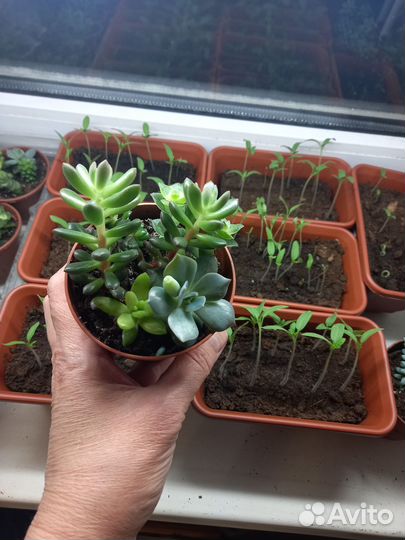 Суккуленты