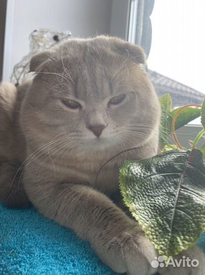 Шотландский кот вязка