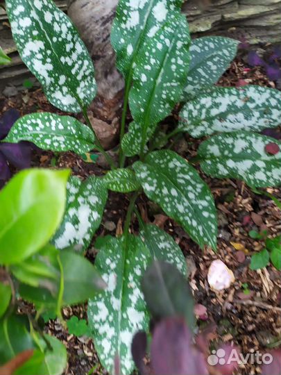 Эдельвейсы