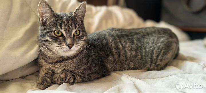 Взрослый котёнок