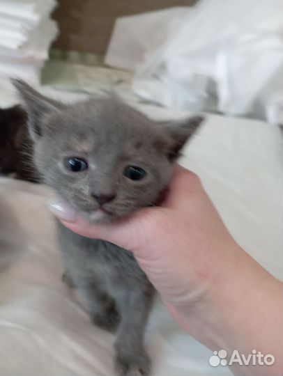 Кошка в дар