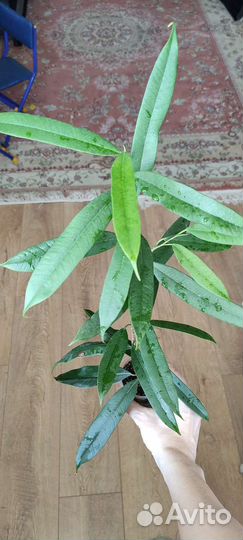 Фикус, аглаонема, сциндапсус