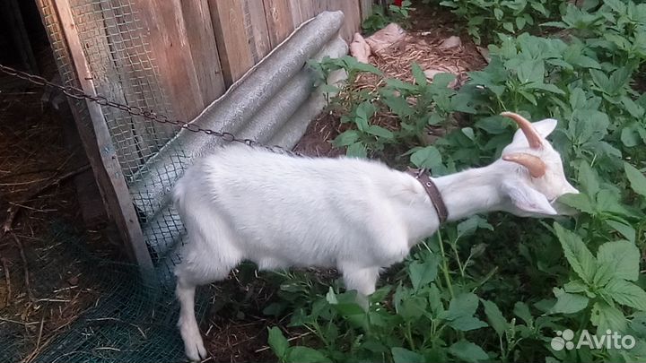 Козел зааненский