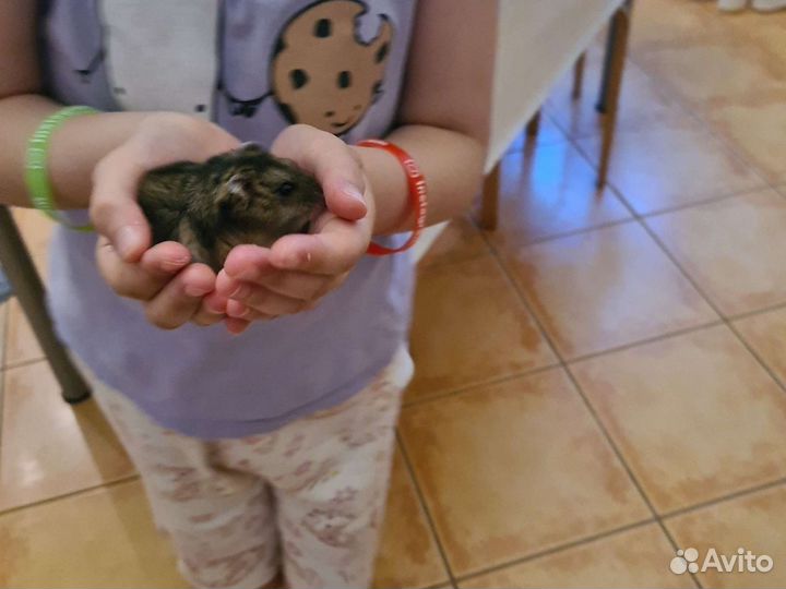 Хомяк Боня с клеткой