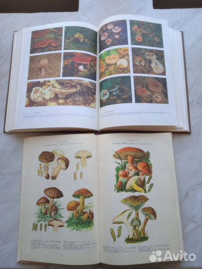 2 книги о грибах