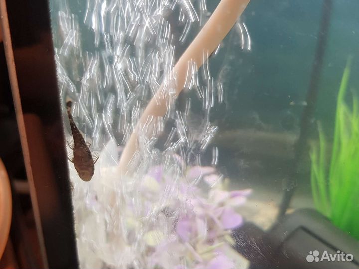 Сомики анциструсы