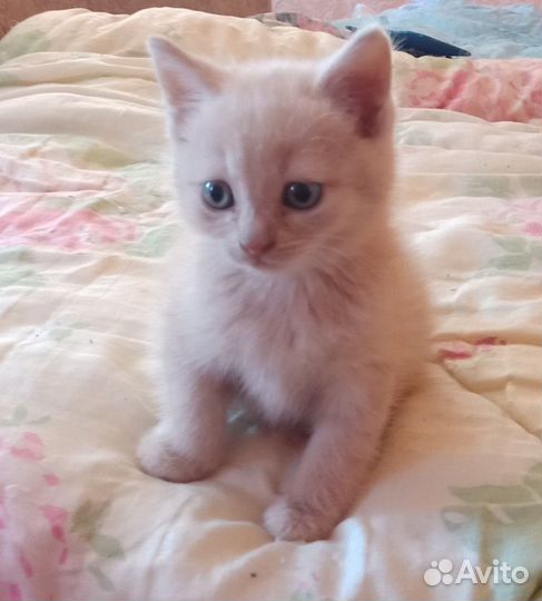 Котики бесплатно