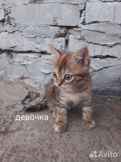 Котята в добрые руки даром