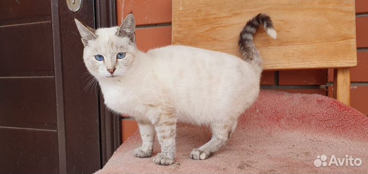 Кошки бесплатно