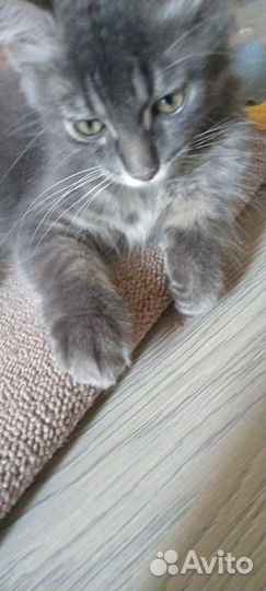 Котенок мальчик от домашней кошки