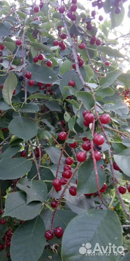 Саженцы красной черемухи, шиповника, сирени