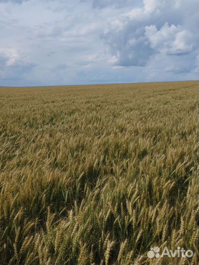 Зерно фуражное